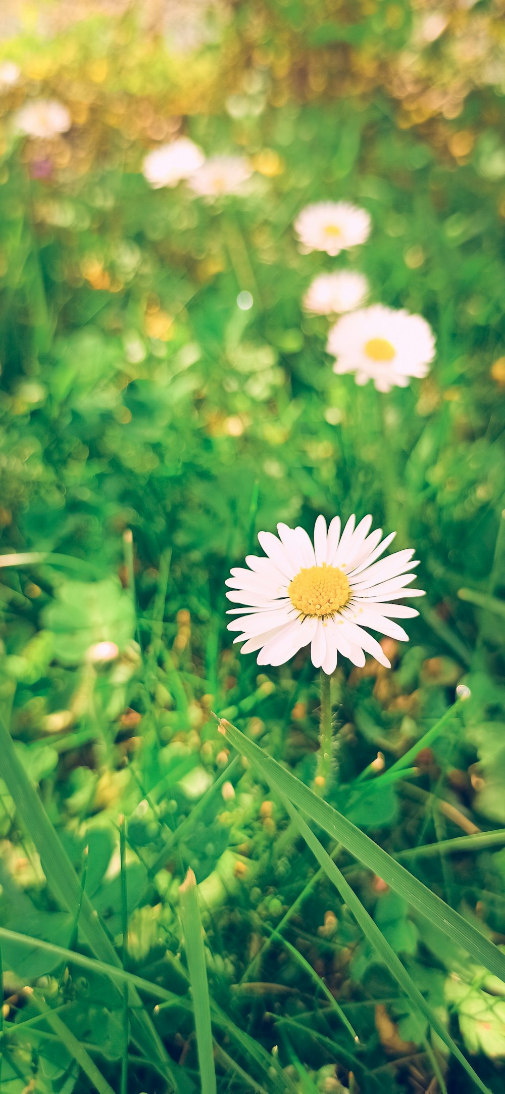 white and yellow daisy in bloom during daytime