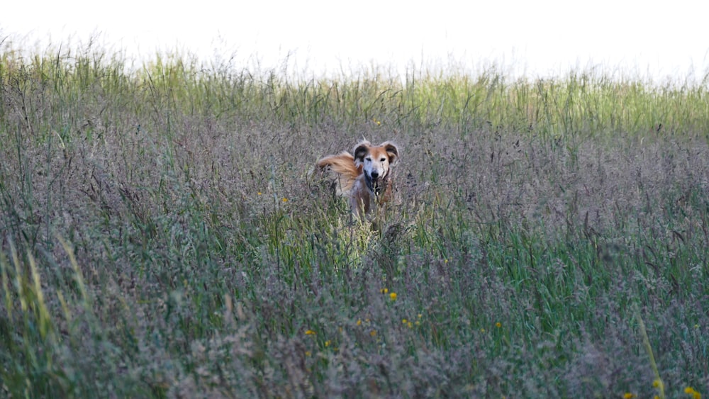 brown dog on green grass field during daytime