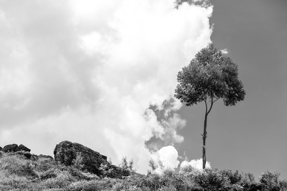 Photo en niveaux de gris d’un arbre sur une colline