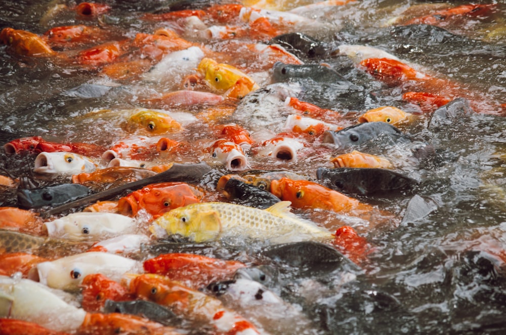 yellow and white fishes on water