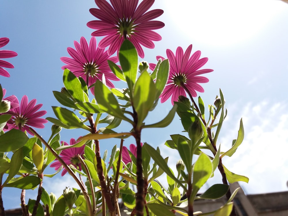 purple flower with green leaves