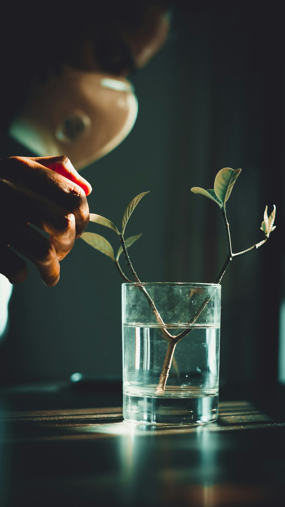 person holding clear drinking glass with water