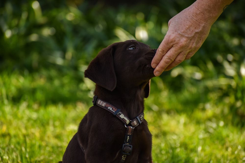 brown short coated medium sized dog