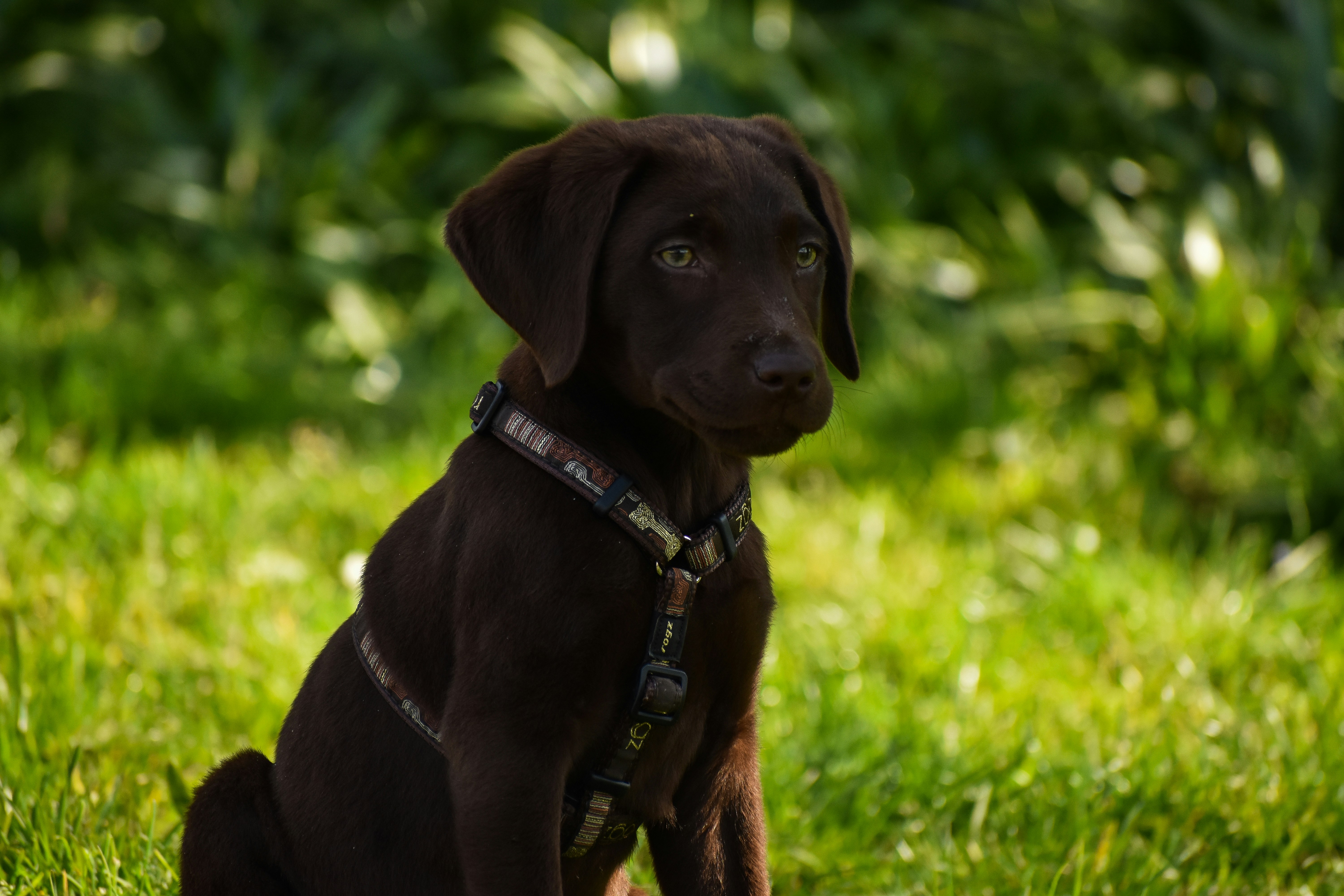 chocolate labrador retriever puppy on green grass field during daytime