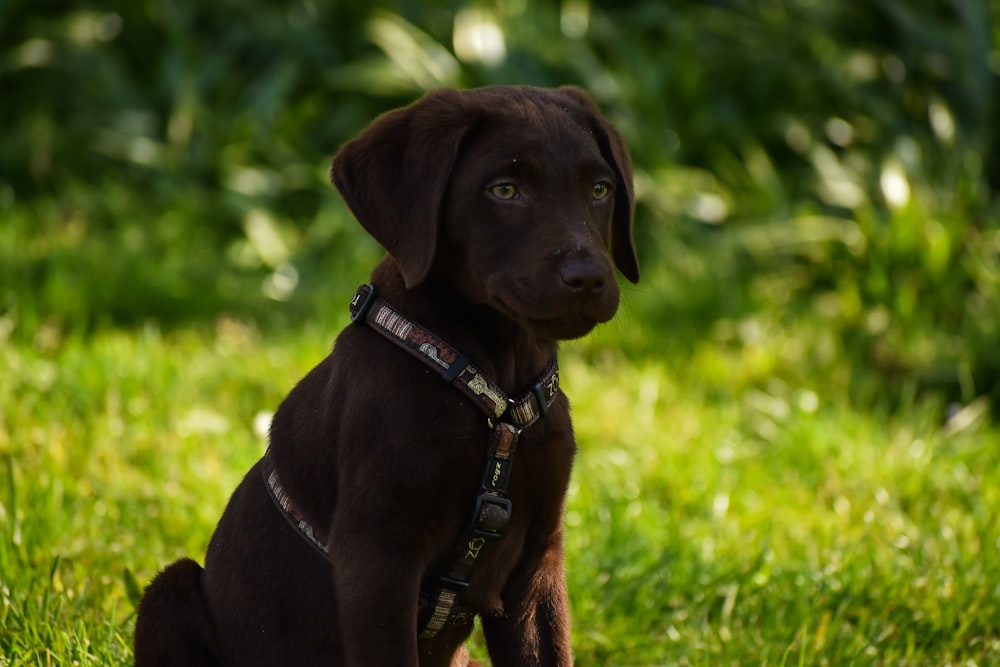 Regeringsforordning Ledig motivet chocolate labrador retriever puppy on green grass field during daytime  photo – Free Dog Image on Unsplash