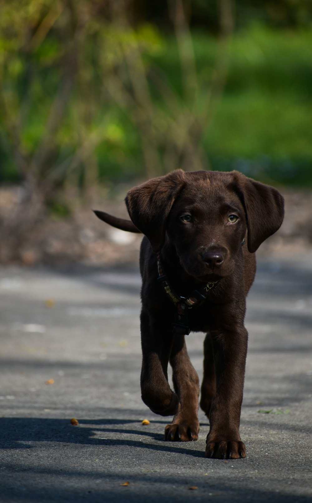 black labrador retriever puppy on road during daytime