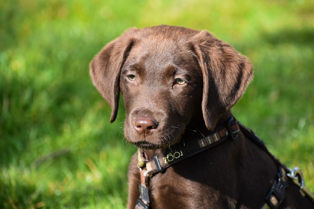 chocolate labrador retriever puppy on green grass field during daytime