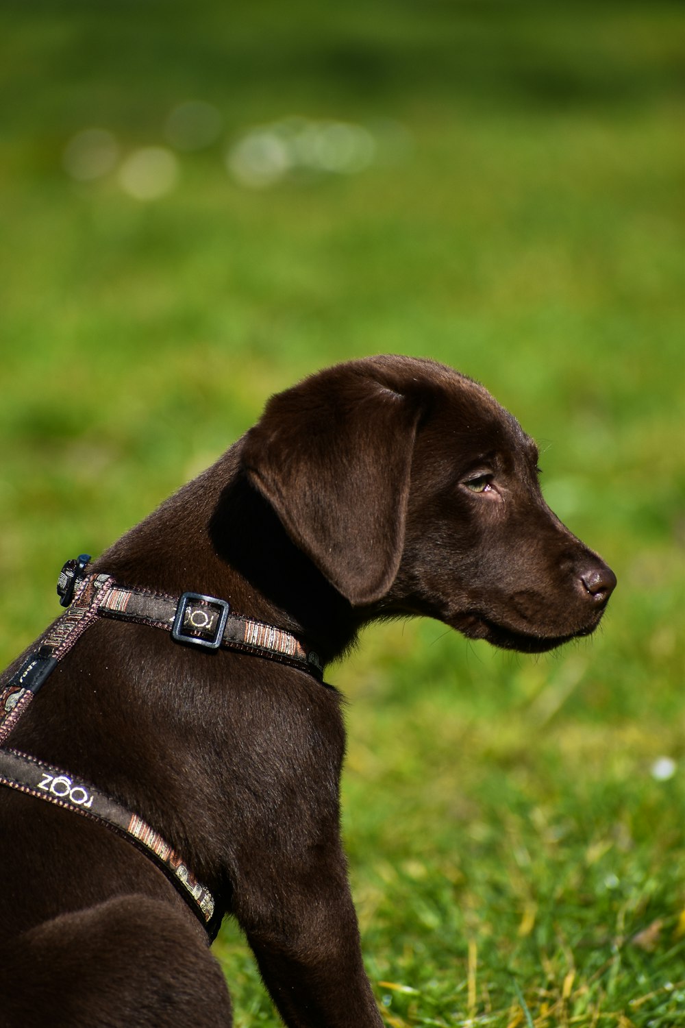 brown short coated dog with blue and white leash