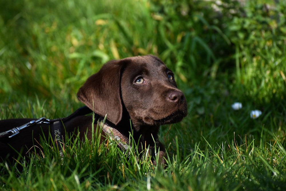 brown short coated dog lying on green grass during daytime