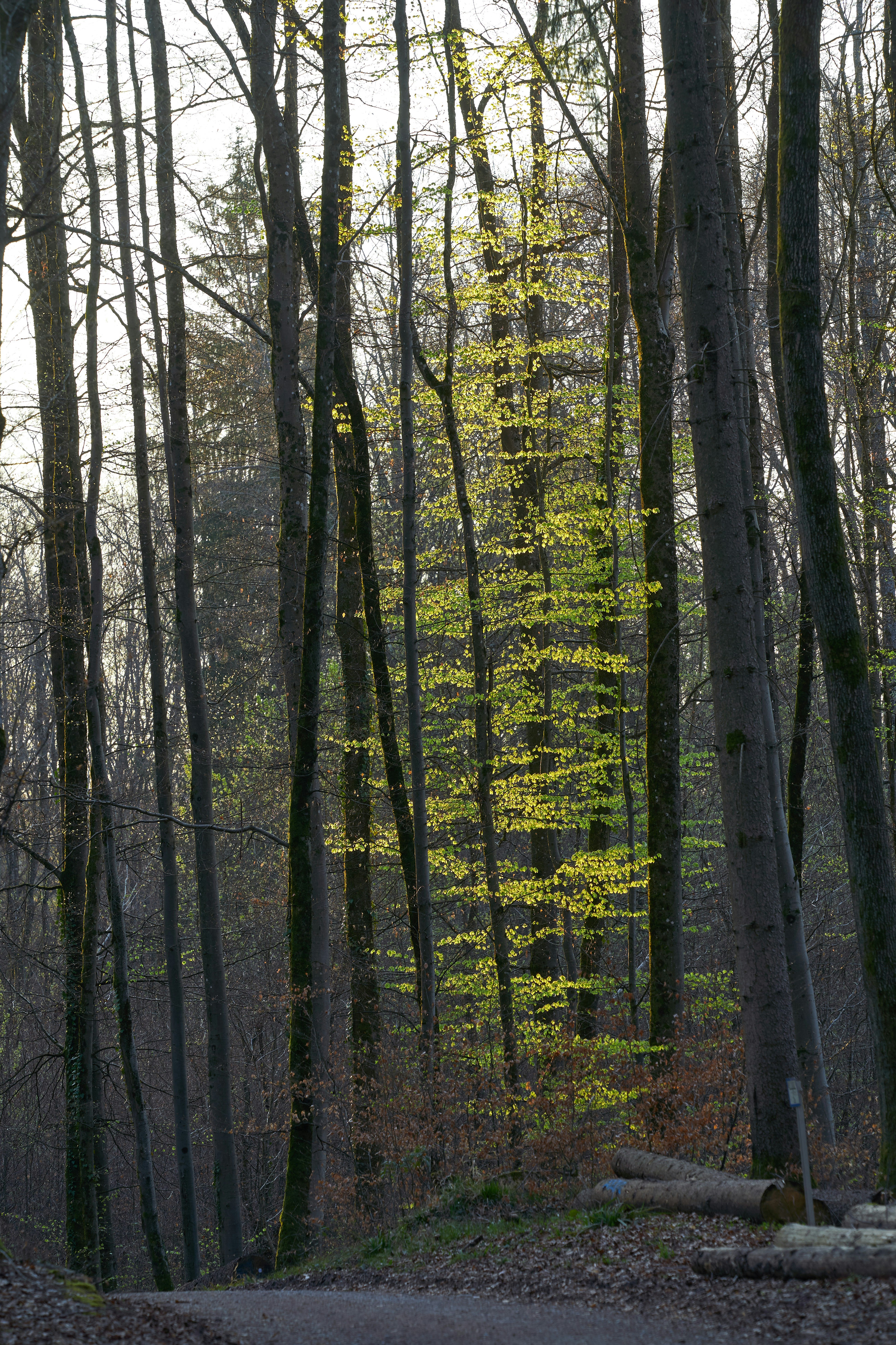 Photo by wolfgang_hasselmann