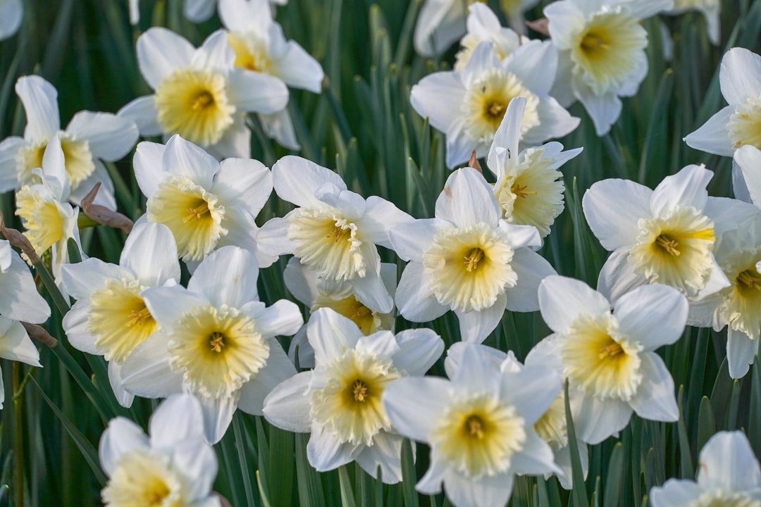 white and yellow daffodils in bloom during daytime