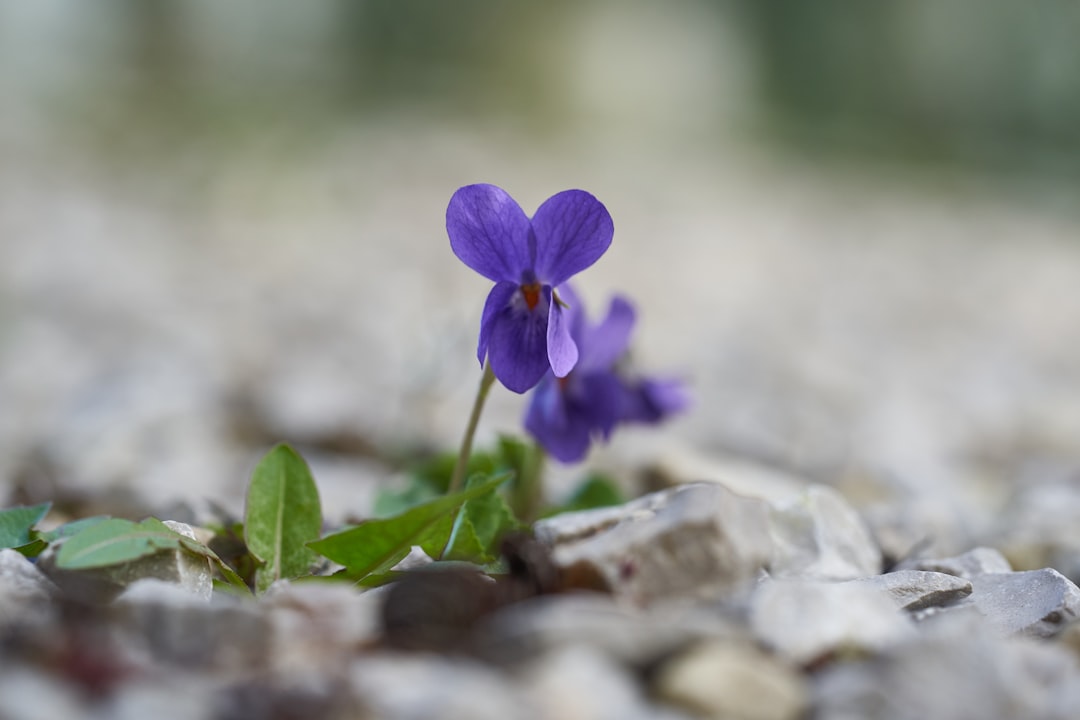 purple flower on brown and gray rocks