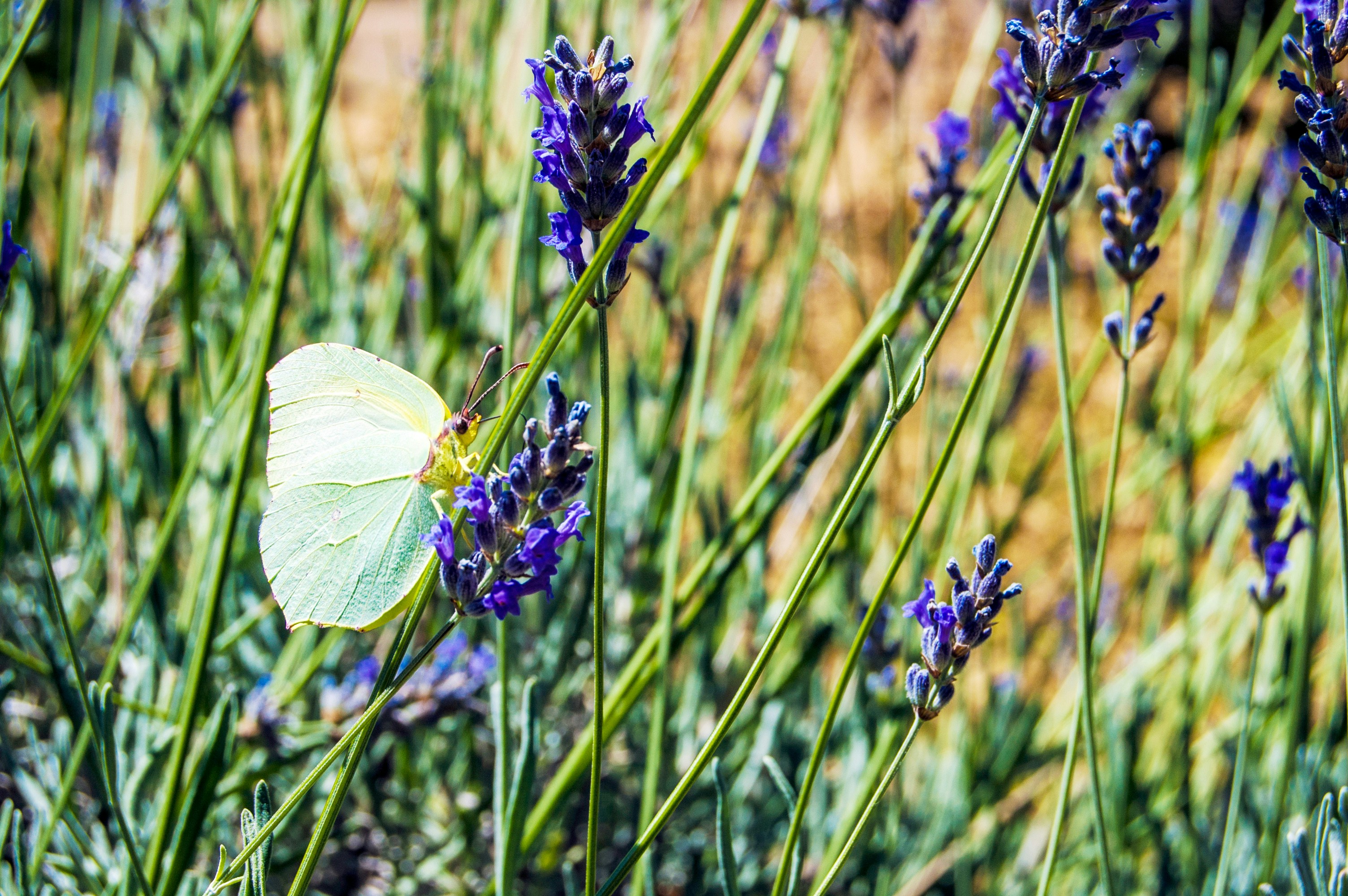 Photo by cosmicgarden