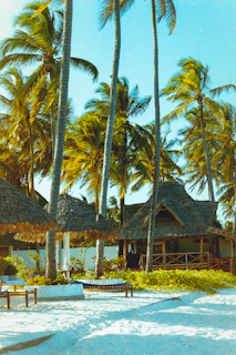 brown wooden house surrounded by palm trees