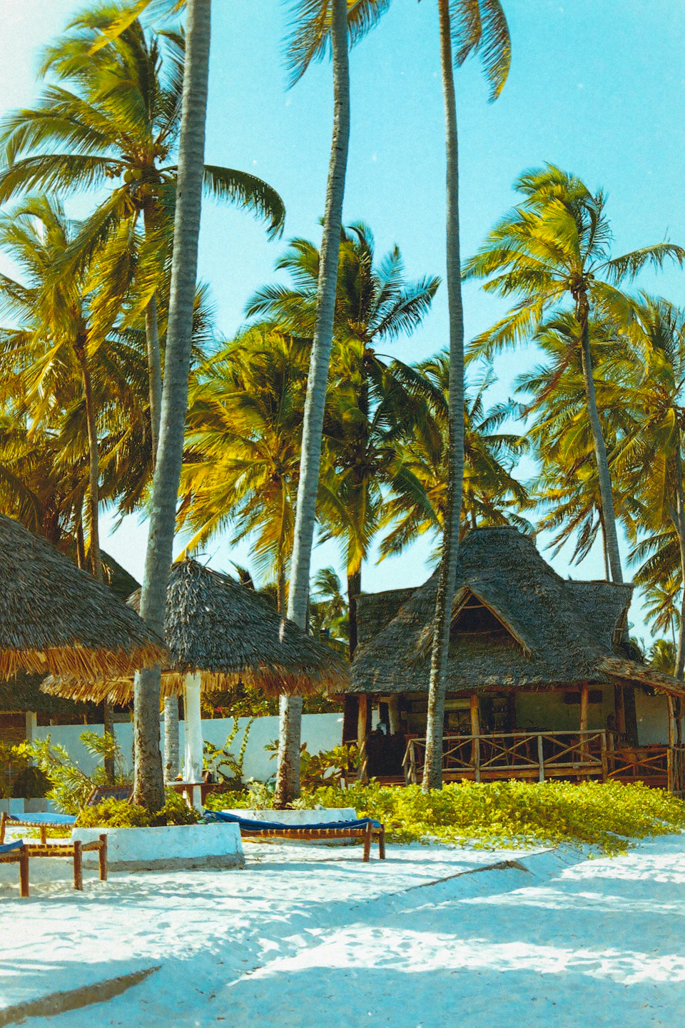 The image depicts a serene tropical beach scene with palm trees swaying gently against a clear blue sky. The sandy beach is dotted with several thatched-roof huts, and a wooden deck extends into the distance where a few lounge chairs are placed for relaxation.

In total, there are six palm trees visible in the image, each varying in height and spread out across the scene. The perspective of the photo is taken from ground level, looking up at the towering palm trees that fill the background.