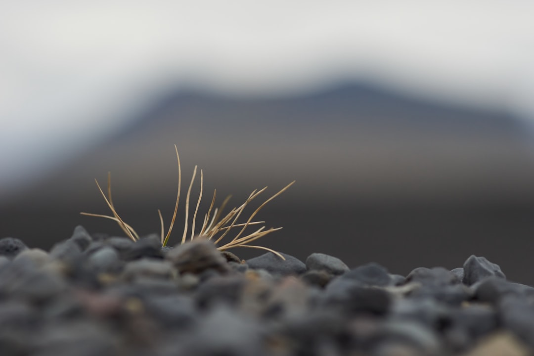 brown grass on rocky ground during daytime