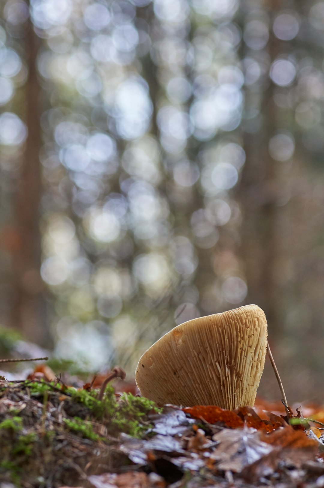 brown mushroom in tilt shift lens