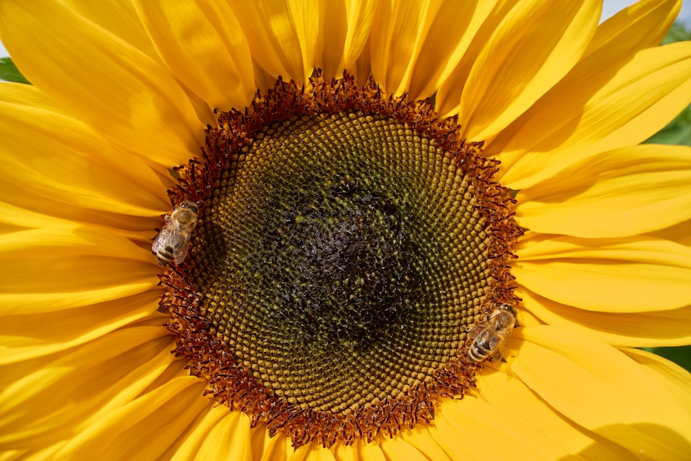 black and yellow bee on sunflower