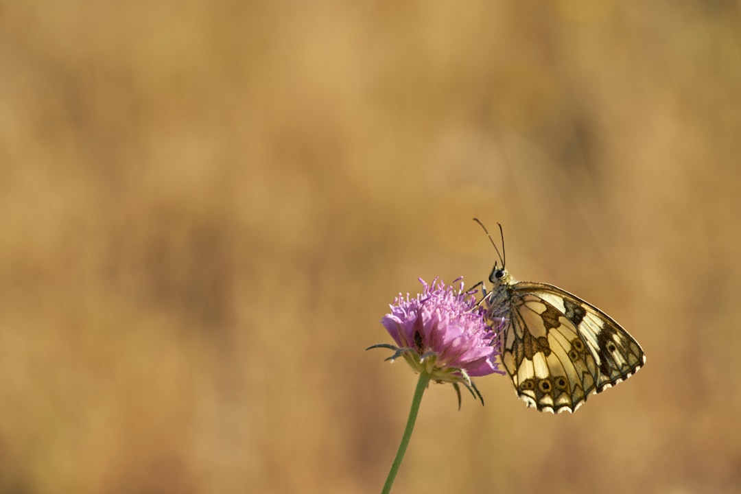 black and yellow butterfly perched on purple flower in close up photography during daytime