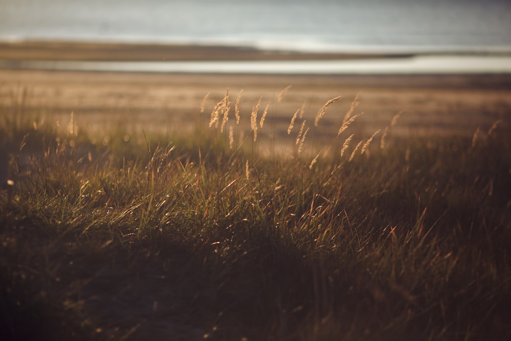 brown grass field near body of water during daytime