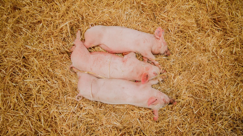 Three Little Pigs Sensory