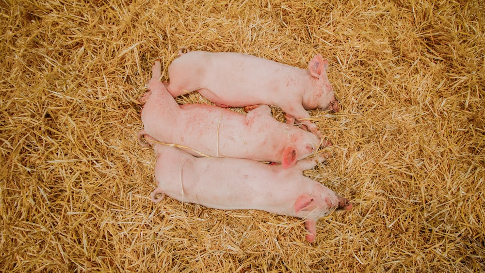 white pig on brown grass