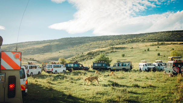 A guide coordinating a group’s safari vehicles under a clear blue sky.