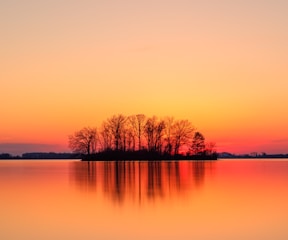 silhouette of trees near body of water during sunset