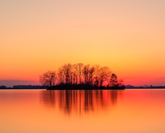 silhouette of trees near body of water during sunset