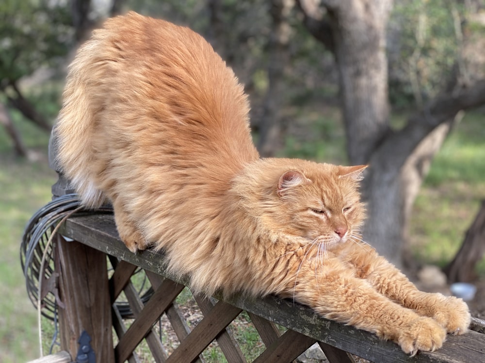 gatto soriano arancione su tavolo di legno marrone