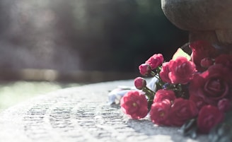 pink roses on white textile