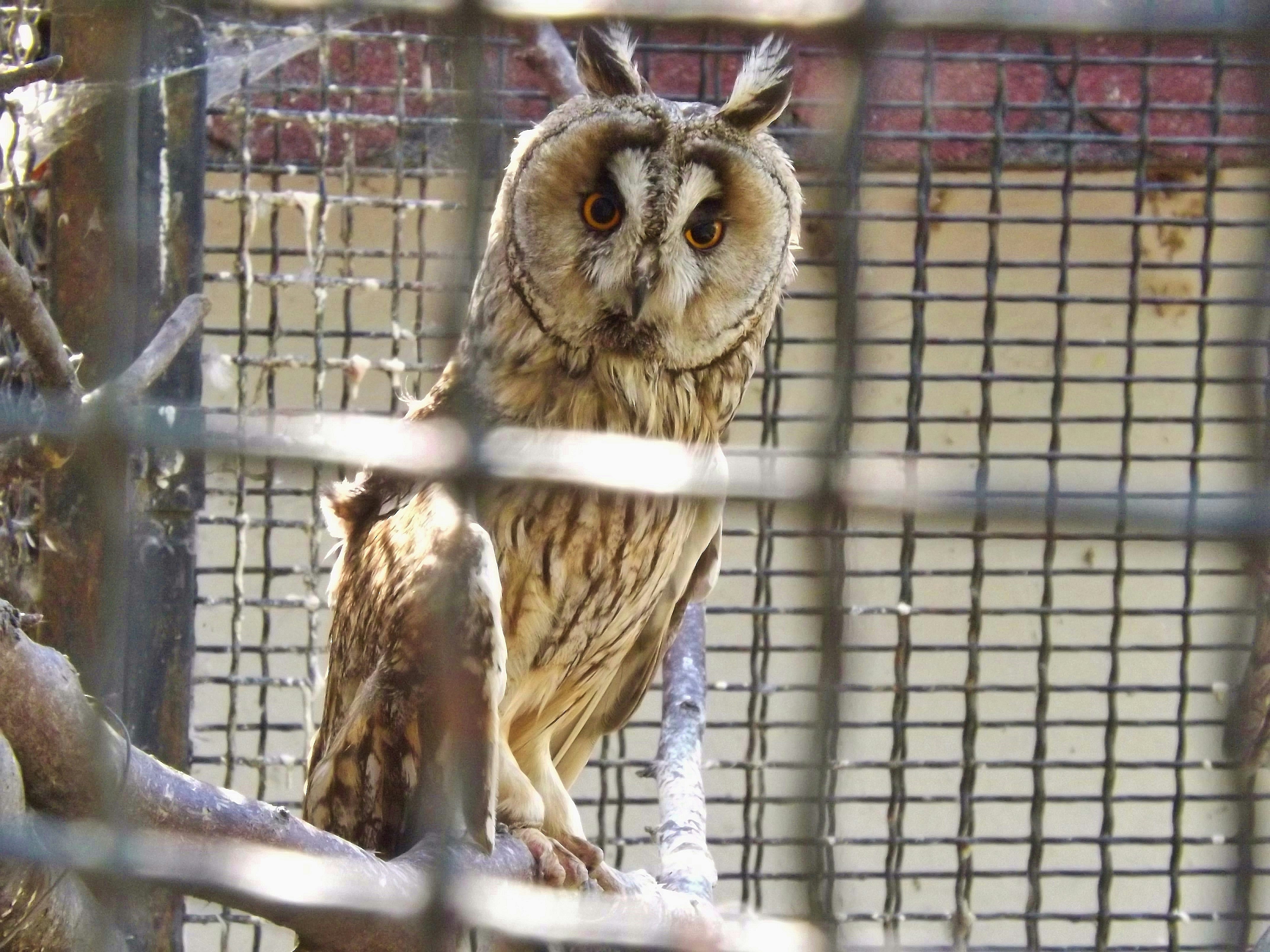 Long-eared owl in Hortobagy sanctuary, Hungary, Europe. It is a patient in the clinic for injured wild birds of the puszta.