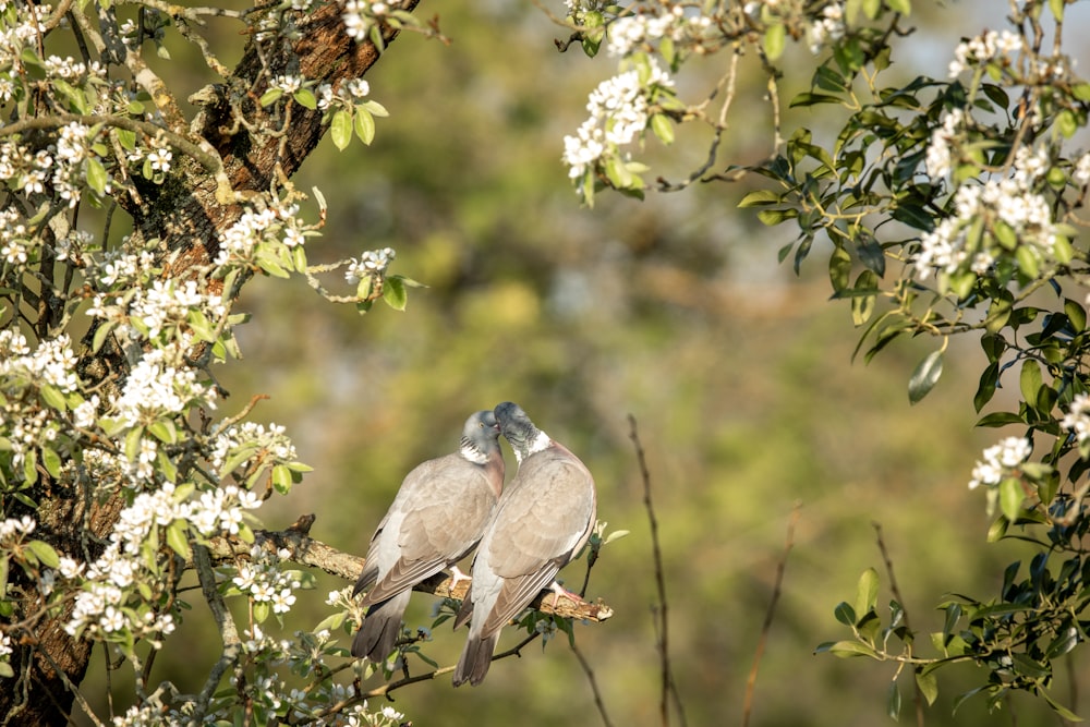 gray bird on tree branch during daytime