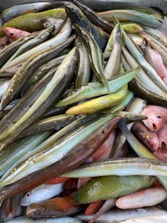 A pile of various fish with distinct elongated bodies, vibrant colors ranging from green to red, and visible scales. The fish are closely arranged, highlighting their shiny texture and natural patterns.