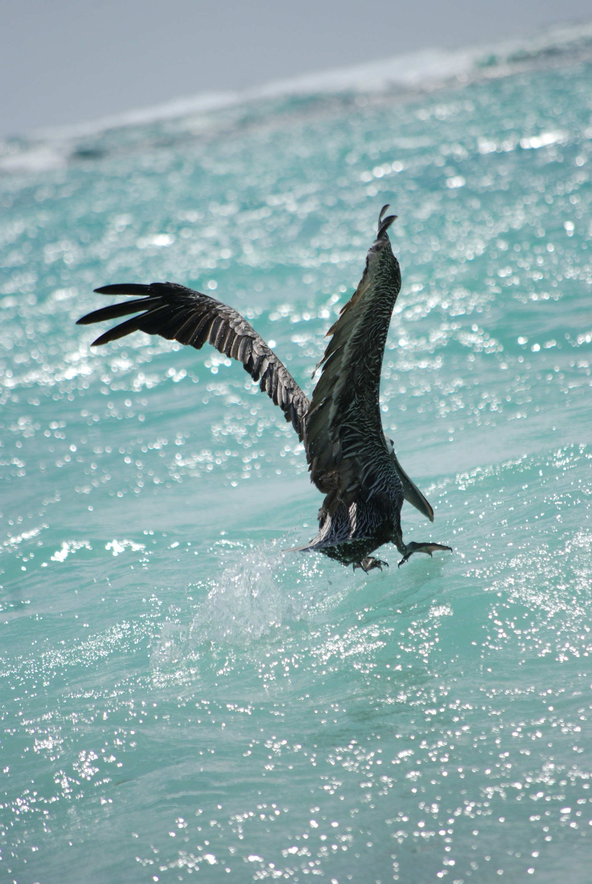 black bird flying over the sea during daytime