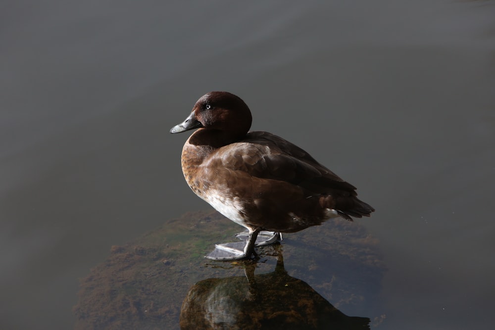 brown duck on green grass during daytime