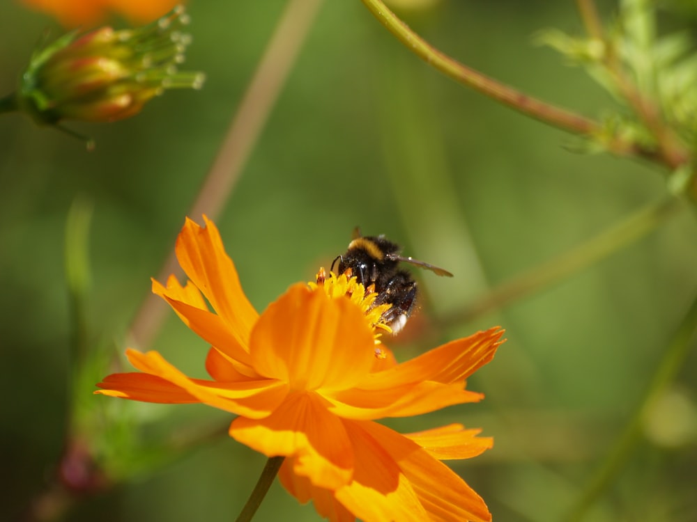 black and yellow bee on orange flower