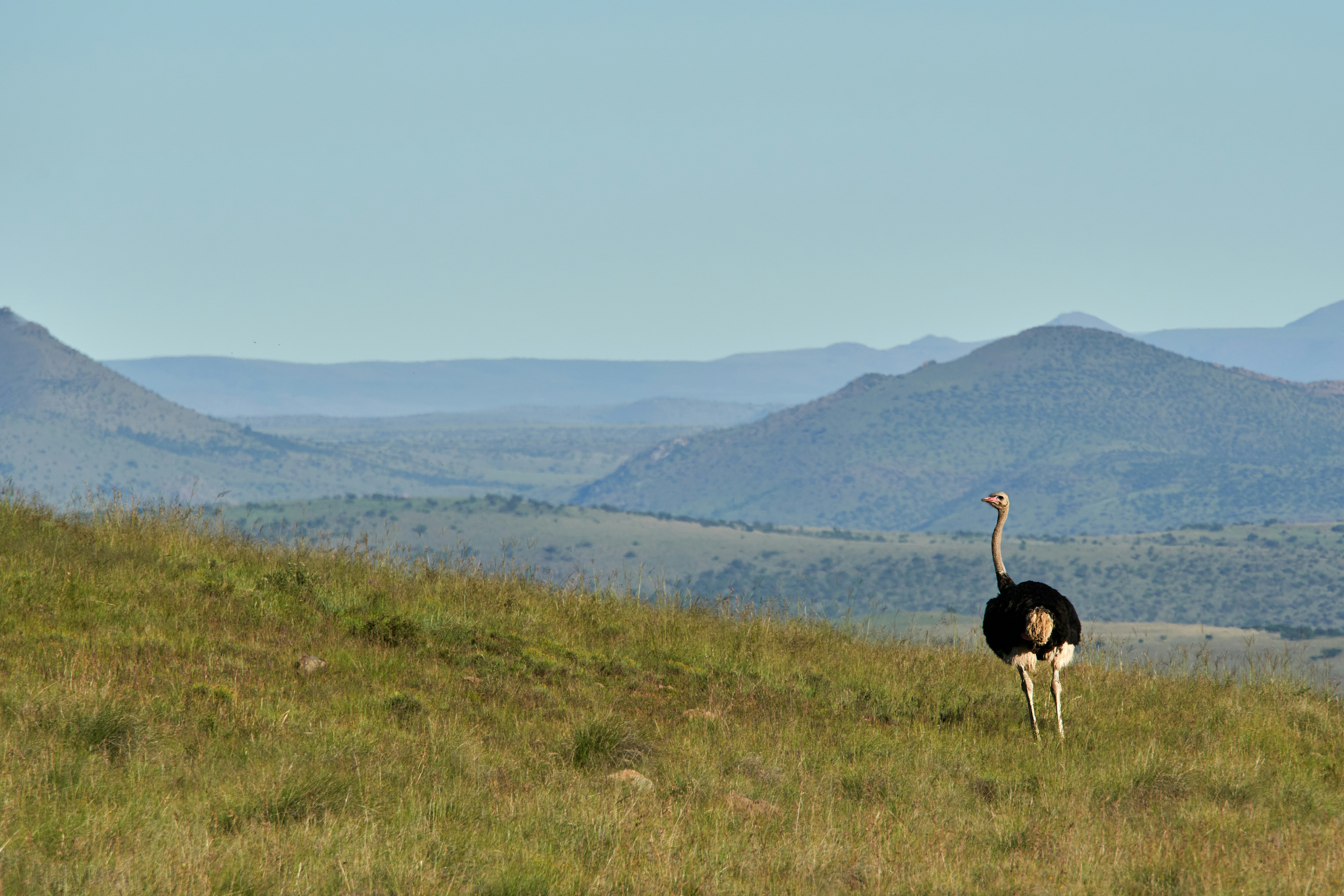 Photo by wolfgang_hasselmann