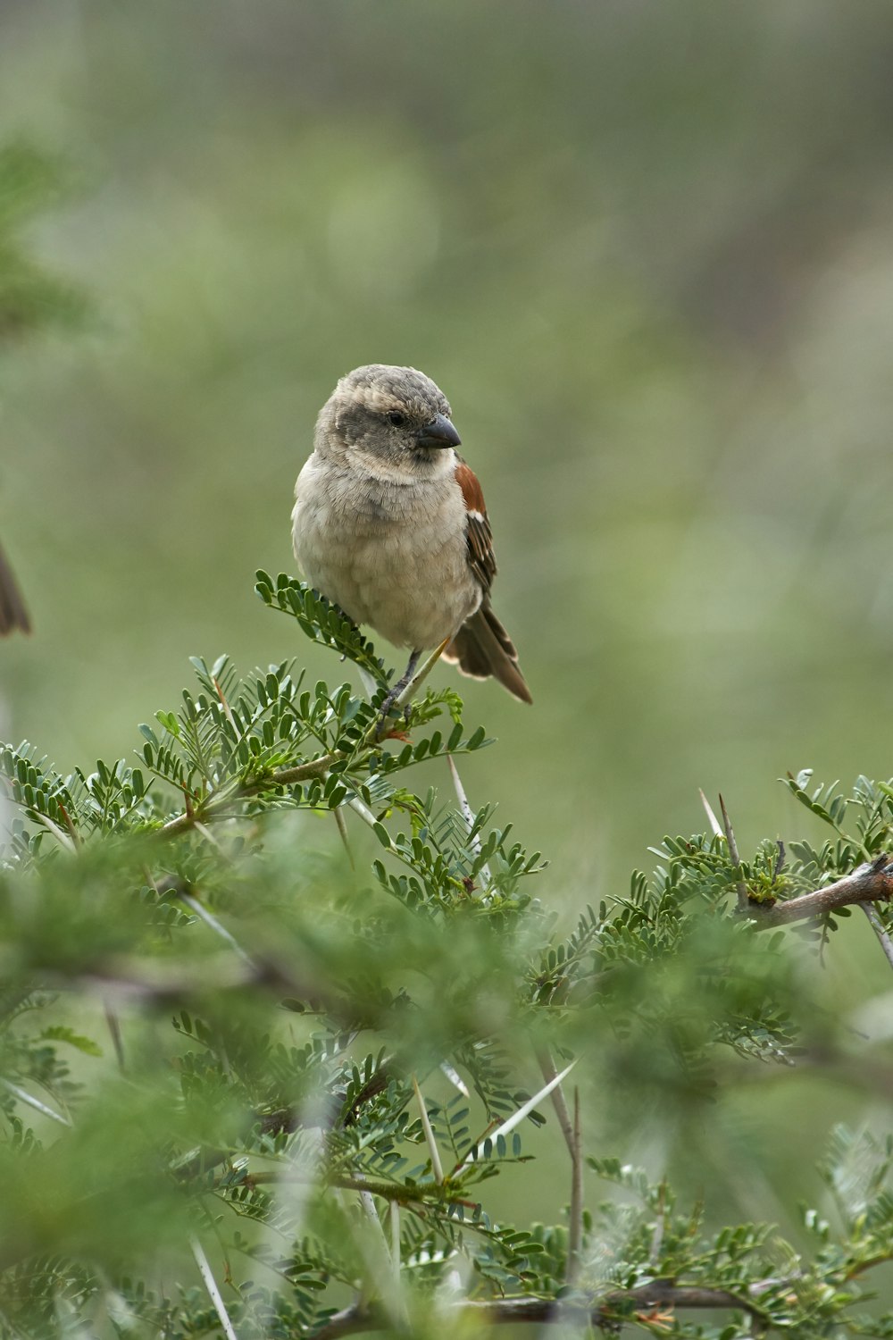 brown and white bird on green grass during daytime