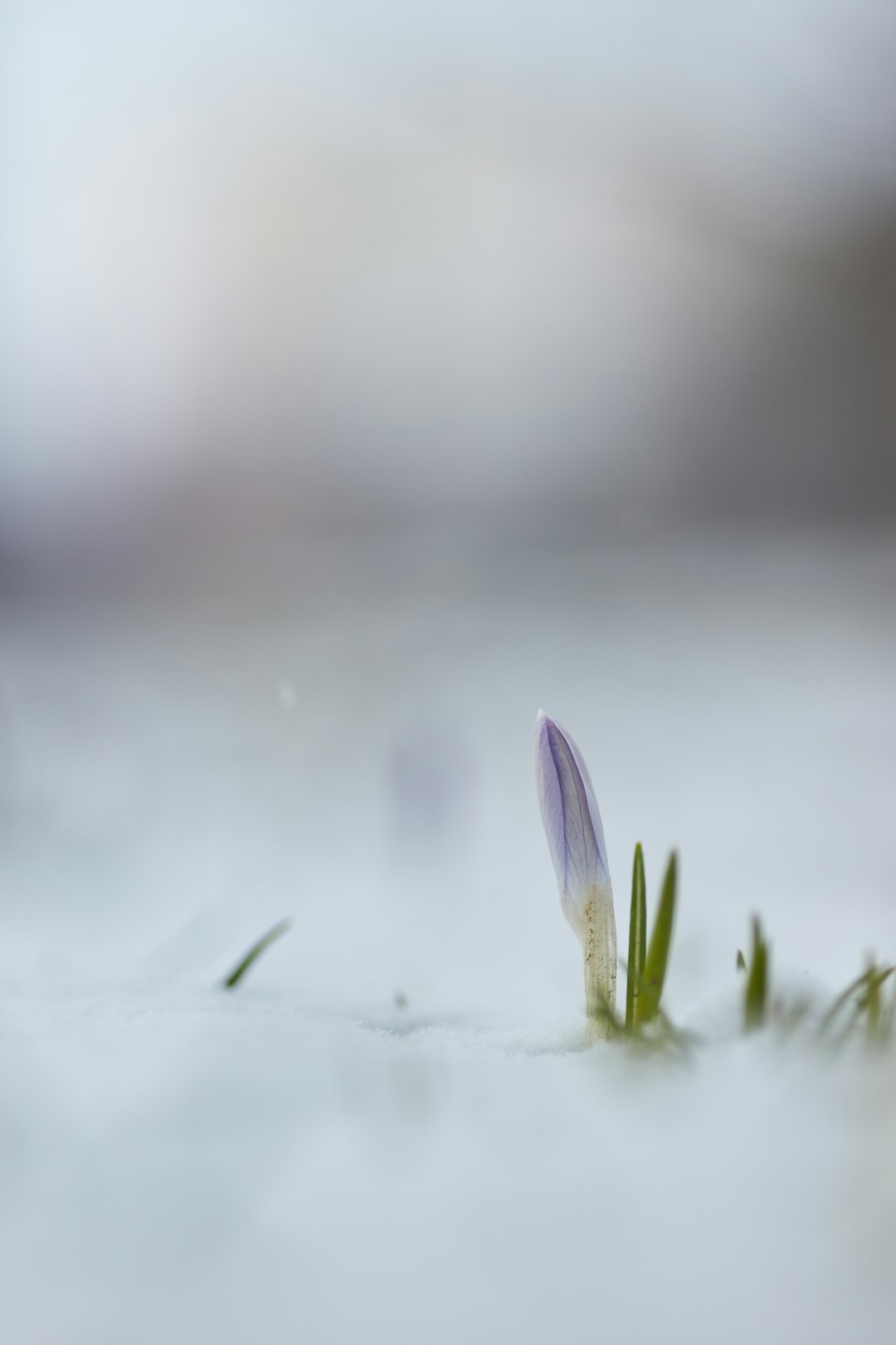 purple flower on white snow