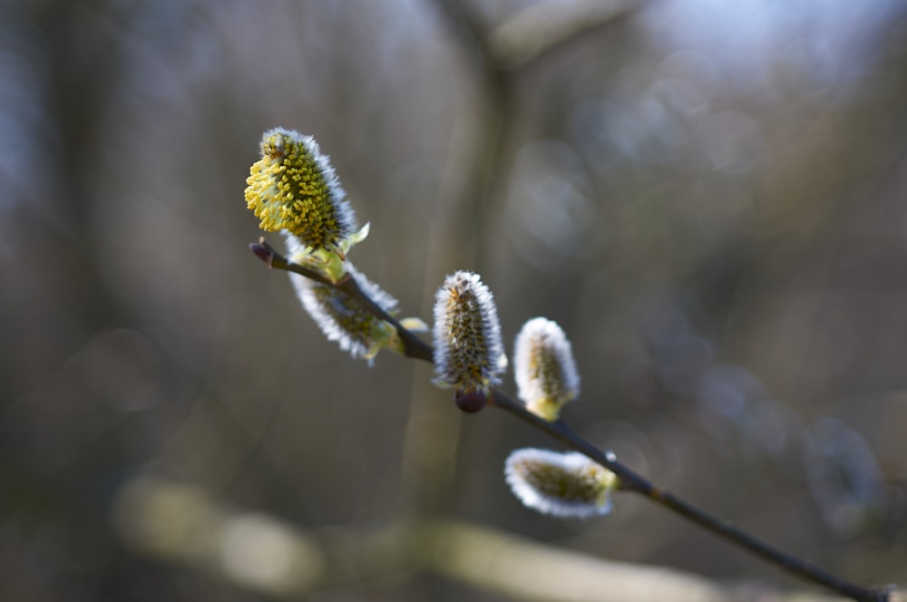 green and white flower buds