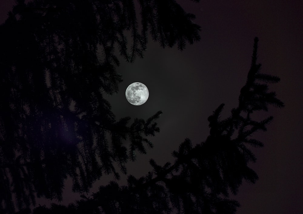 luna piena sopra la silhouette degli alberi
