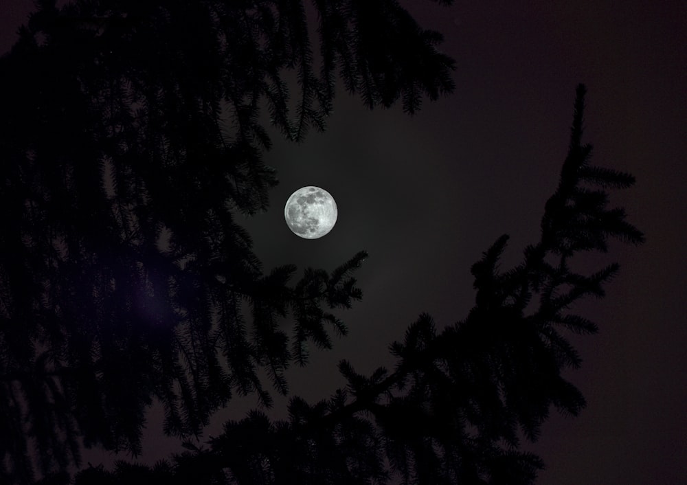 full moon over silhouette of trees