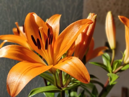 orange lily in bloom during daytime