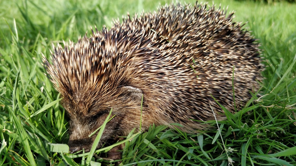 hedgehog on green grass during daytime