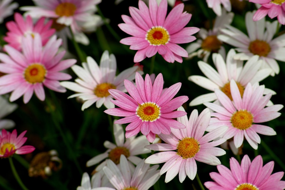 pink and white flowers in tilt shift lens