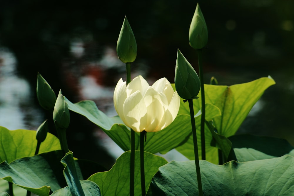 Flor blanca en lente de cambio de inclinación