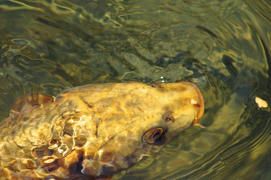 yellow and white fish on water