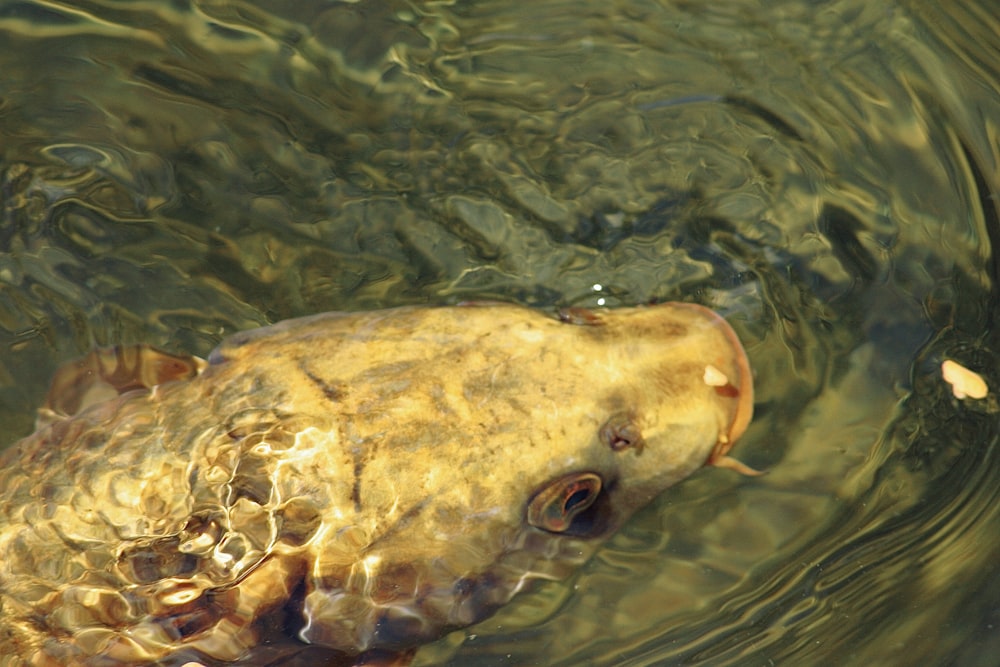 yellow and white fish on water