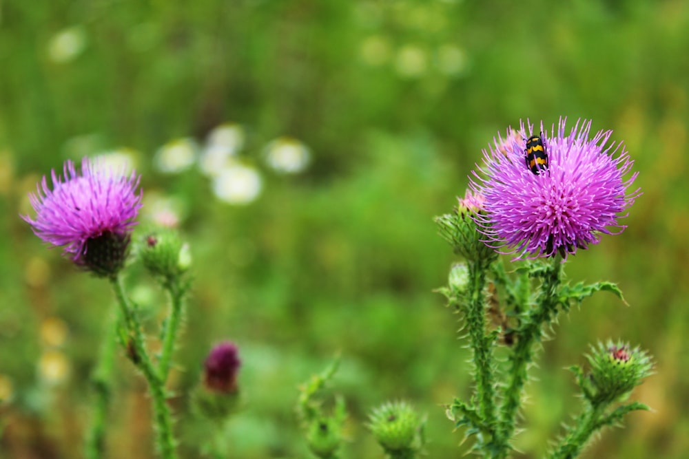 purple flower in tilt shift lens